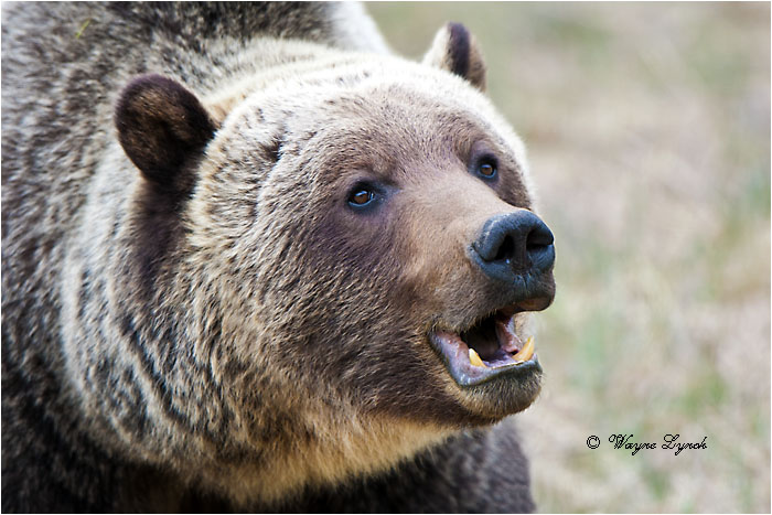 Mountain Grizzly Bear 103 by Dr. Wayne Lynch &copy;